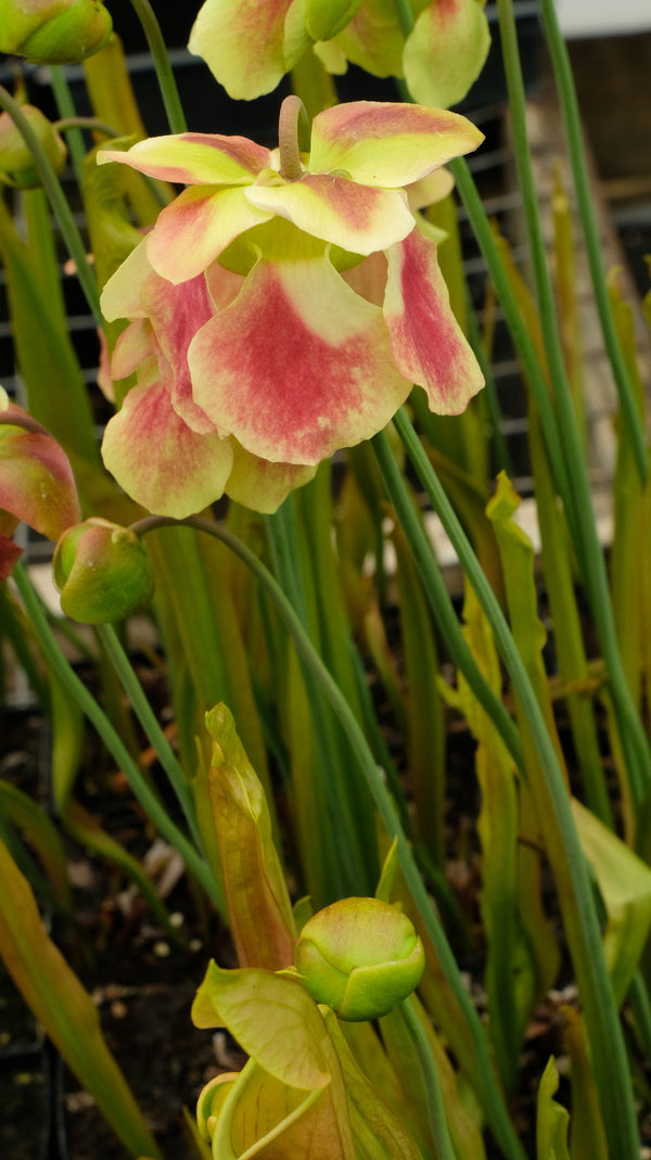 Image of Sarracenia 'Bog Witch' taken at Juniper Level Botanic Gdn, NC by JLBG