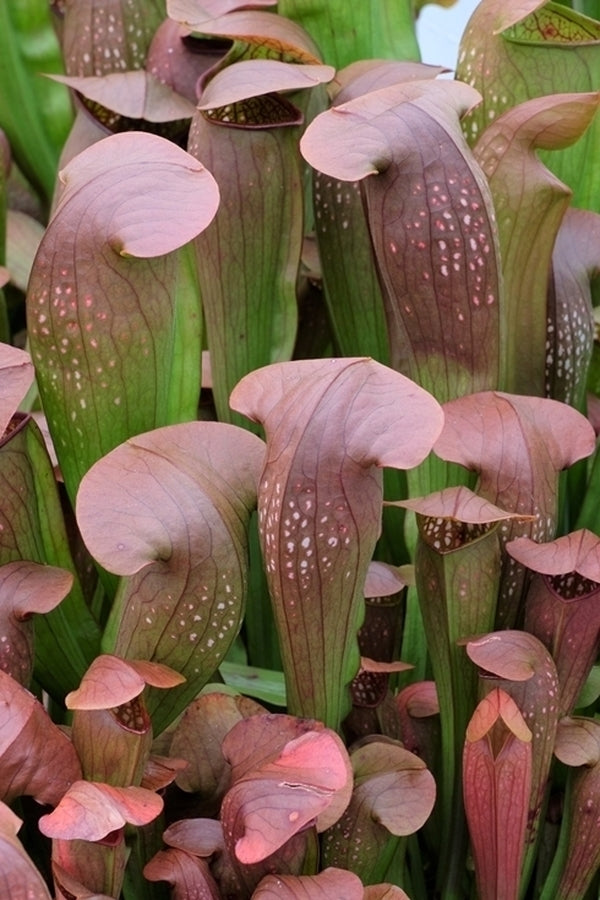 Image of Sarracenia 'Bug Bat' taken at Juniper Level Botanic Gdn, NC by JLBG