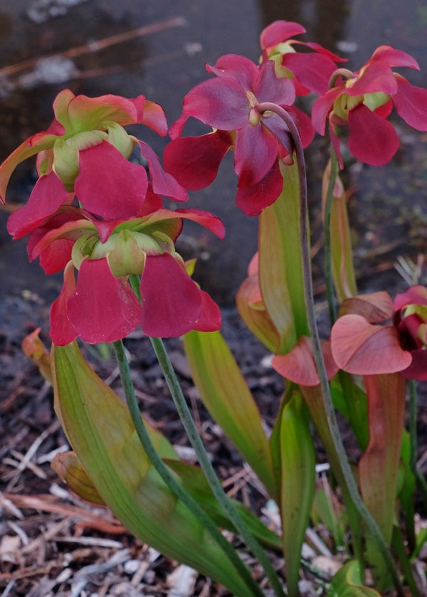 Image of Sarracenia 'Bug Bat' taken at Juniper Level Botanic Gdn, NC by JLBG
