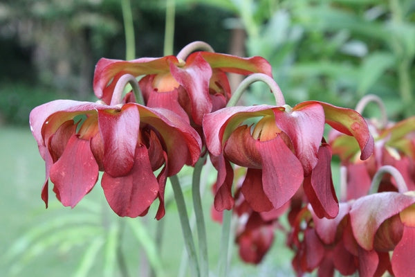 Image of Sarracenia 'Daina's Delight' taken at Juniper Level Botanic Gdn, NC by JLBG