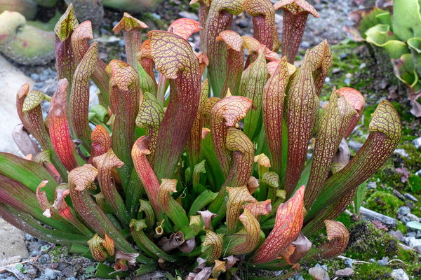Image of Sarracenia 'Dixie Lace' taken at Juniper Level Botanic Gdn, NC by JLBG