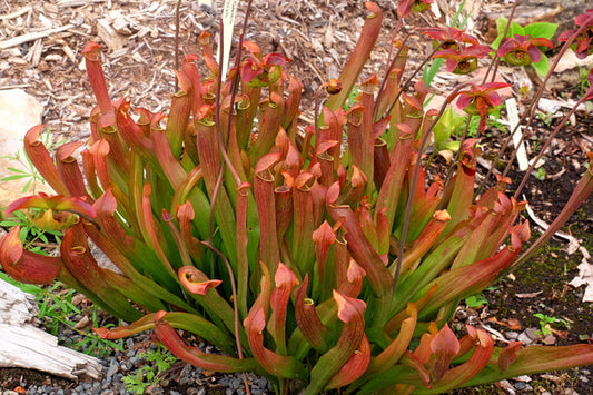 Image of Sarracenia 'Redbug' taken at Juniper Level Botanic Gdn, NC by JLBG
