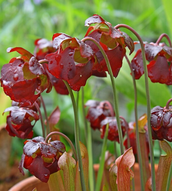 Image of Sarracenia 'Redbug' taken at UNC Botanical Garden, NC
