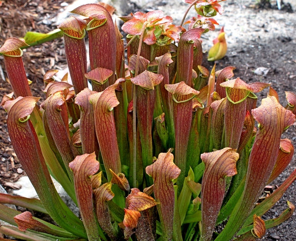 Image of Sarracenia 'Redbug' taken at Juniper Level Botanic Gdn, NC by JLBG