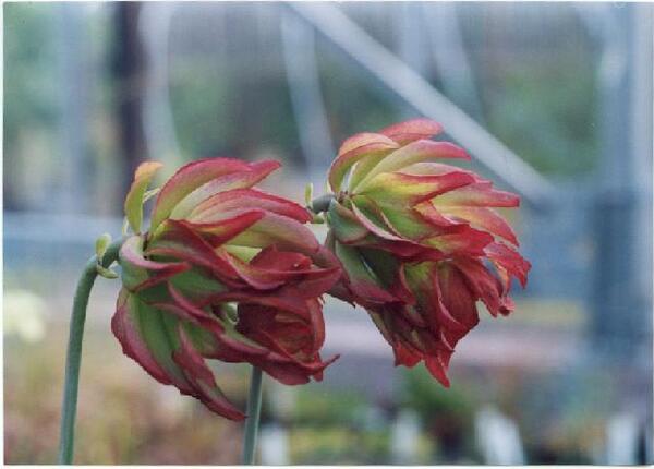Image of Sarracenia leucophylla 'Tarnok' taken at Atlanta Botanical Gdn, GA by R. Determann