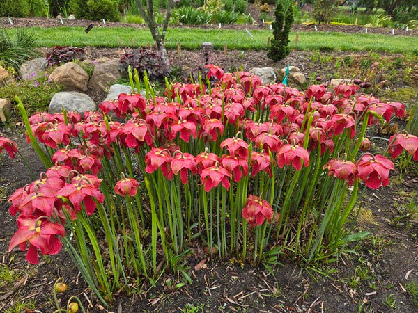 Image of Sarracenia x moorei 'Red Saucers' taken at Juniper Level Botanic Gdn, NC by JLBG