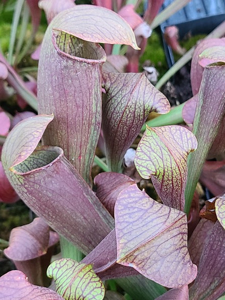 Image of Sarracenia x rehderi taken at Juniper Level Botanic Gdn, NC by JLBG