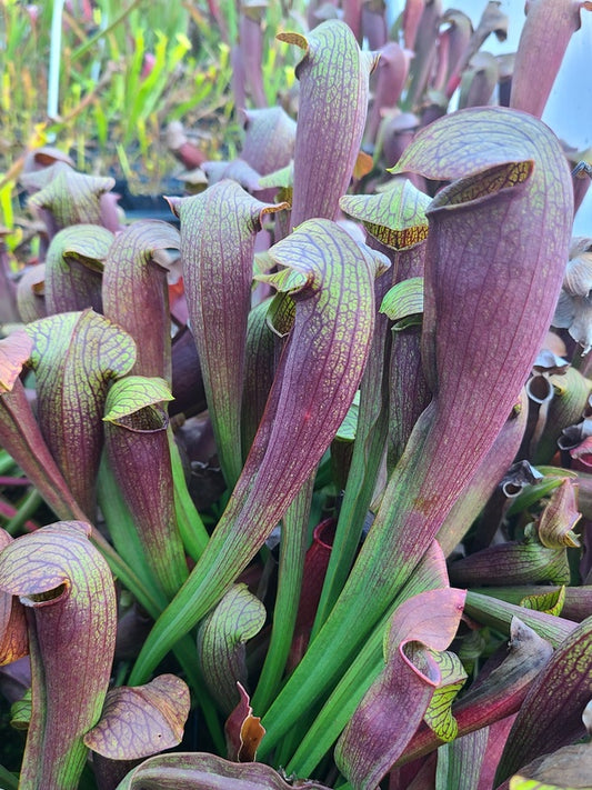 Image of Sarracenia x rehderi taken at Juniper Level Botanic Gdn, NC by JLBG