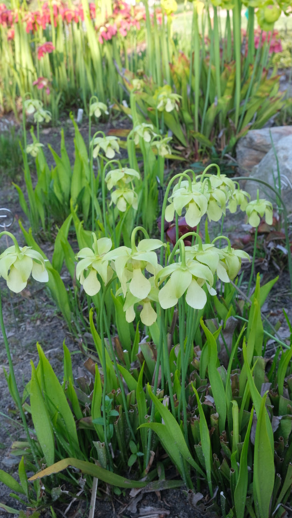 Image of Sarracenia rubra ssp. gulfensis 'AC Free' taken at Juniper Level Botanic Gdn, NC by JLBG