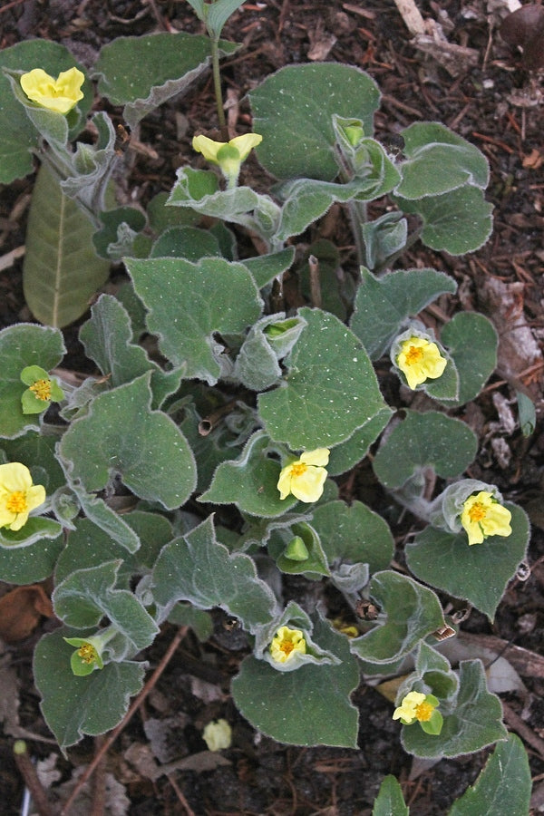 Image of Saruma henryi taken at Juniper Level Botanic Gdn, NC by JLBG