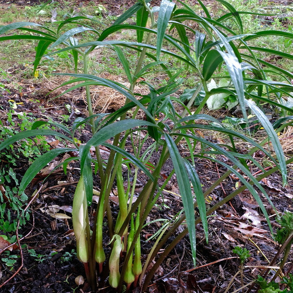 Image of Sauromatum horsfieldii 'Lancelot' taken at Juniper Level Botanic Gdn, NC by JLBG