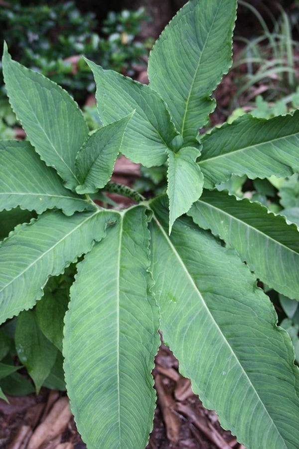 Image of Sauromatum venosum
