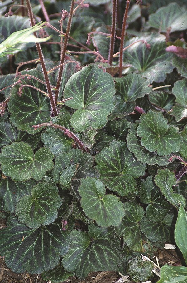 Image of Saxifraga stolonifera 'Kinki Purple' taken at Juniper Level Botanic Gdn, NC by JLBG