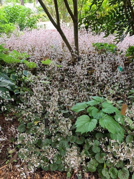 Image of Saxifraga stolonifera 'Kinki Purple' taken at Juniper Level Botanic Garden, Raleigh NC by Lidia Churakova
