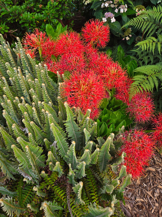 Image of Scadoxus multiflorus ssp. multiflorus taken at Juniper Level Botanic Gdn, NC by JLBG
