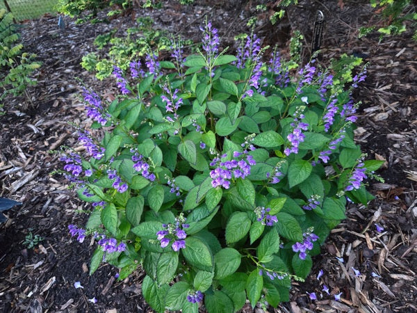 Image of Scutellaria 'Appalachian Blues' PP 34,854 taken at Juniper Level Botanic Gdn, NC by JLBG