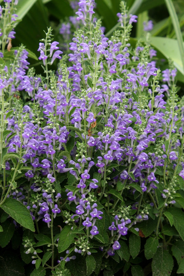 Image of Scutellaria ocmulgee taken at Juniper Level Botanic Gdn, NC by JLBG