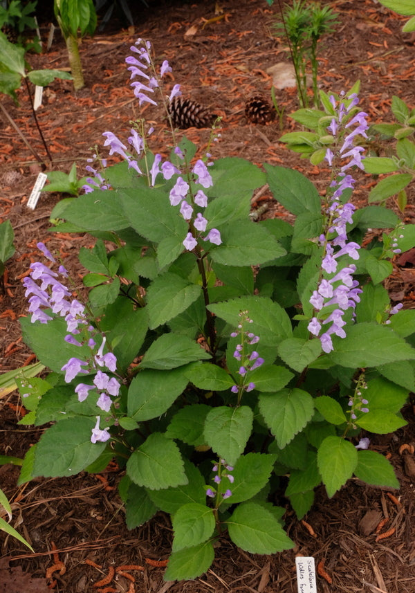 Image of Scutellaria serrata taken at Juniper Level Botanic Gdn, NC by JLBG
