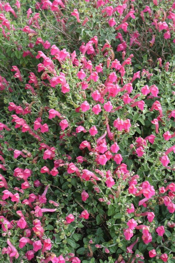 Image of Scutellaria suffrutescens 'Texas Rose' taken at Juniper Level Botanic Garden, Raleigh NC by JLBG