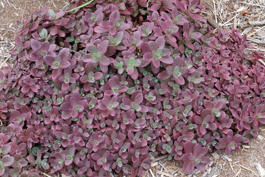 Image of Sedum 'Firecracker' PP 26,595 taken at Juniper Level Botanic Gdn, NC by JLBG