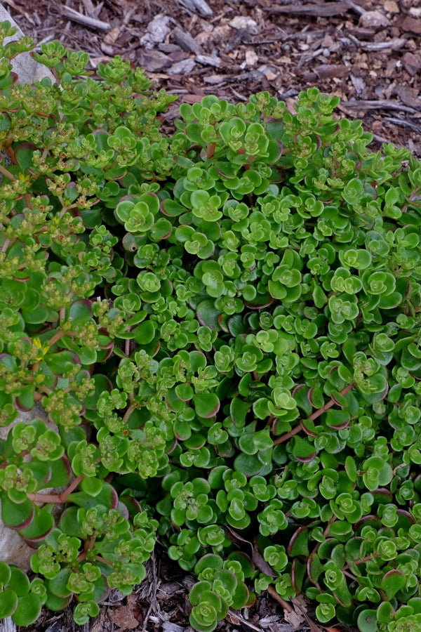 Image of Sedum tetractinum 'Little China'