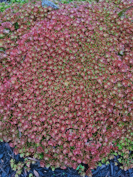 Image of Sedum tetractinum 'Little China' taken at Juniper Level Botanic Gdn, NC by JLBG