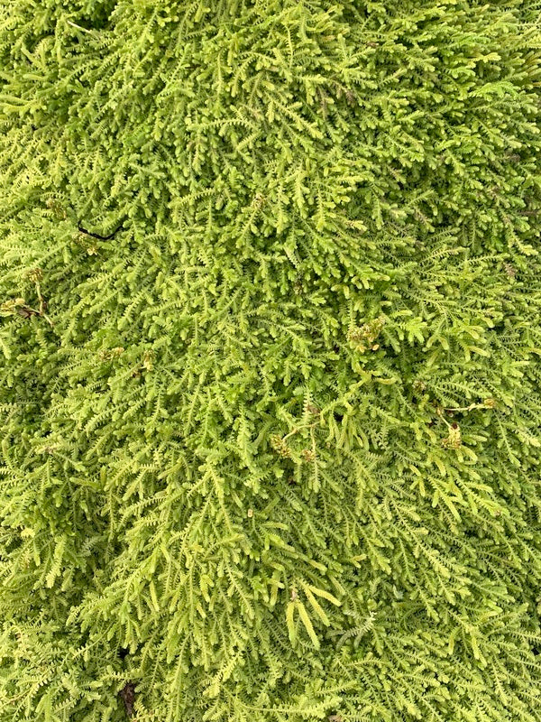 Image of Selaginella apoda taken at Juniper Level Botanic Gdn, NC by JLBG