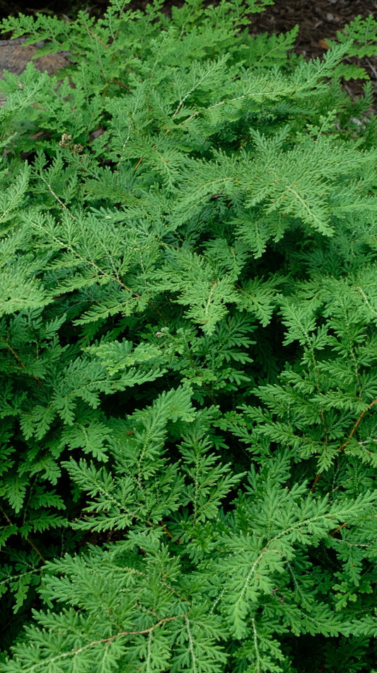 Image of Selaginella braunii taken at Juniper Level Botanic Gdn, NC by JLBG