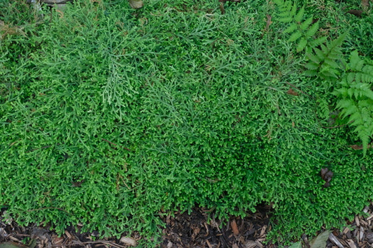 Image of Selaginella ludoviciana 'Avery Island' taken at Juniper Level Botanic Gdn, NC by JLBG