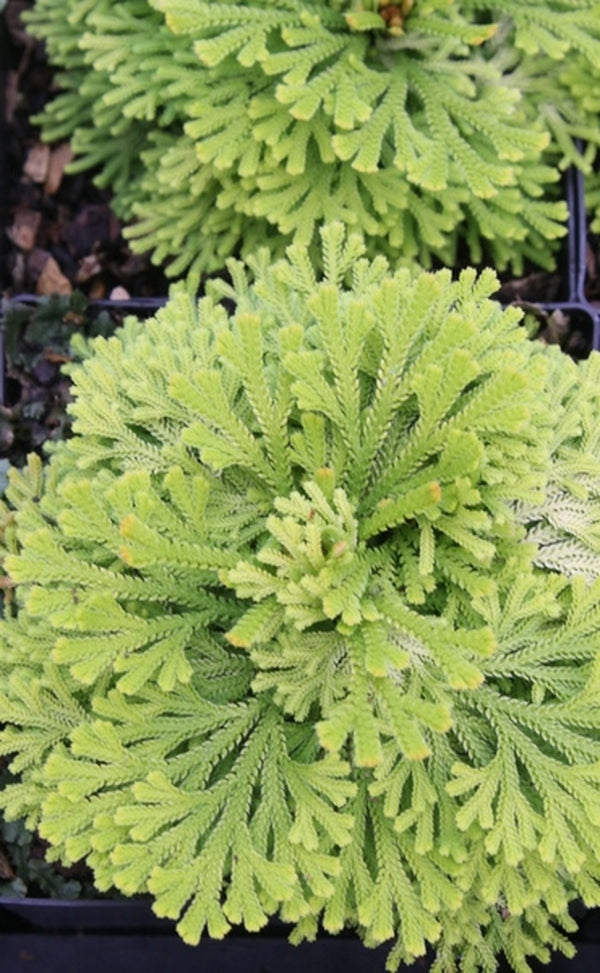 Image of Selaginella tamariscina 'Golden Sprite' taken at Juniper Level Botanic Gdn, NC by JLBG