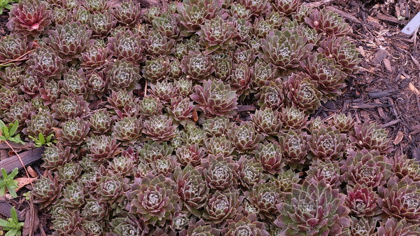 Image of Sempervivum 'Beta' taken at Juniper Level Botanic Gdn, NC by JLBG