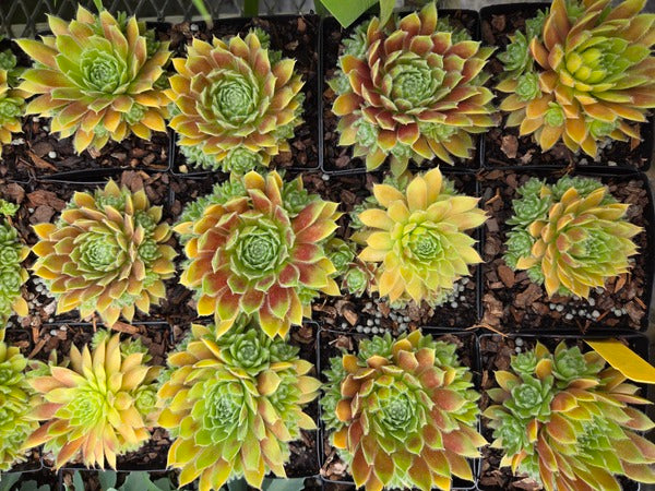 Image of Sempervivum 'Gold Dust' PPAF taken at Juniper Level Botanic Gdn, NC by JLBG