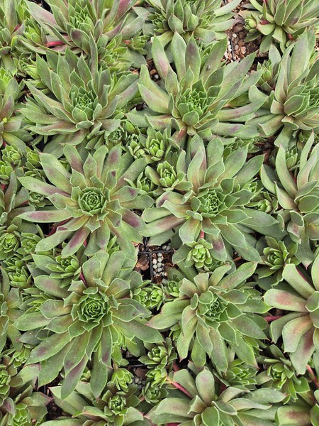Image of Sempervivum 'Lemon Waves' PPAF taken at Juniper Level Botanic Gdn, NC by JLBG