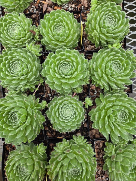 Image of Sempervivum 'Powdered Pastry' PPAF taken at Juniper Level Botanic Gdn, NC by JLBG