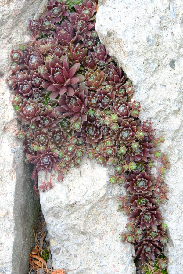 Image of Sempervivum 'Silber Karneol' taken at Juniper Level Botanic Gdn, NC by JLBG