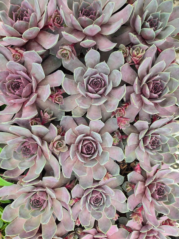 Image of Sempervivum 'Steel Appeal' PPAF taken at Juniper Level Botanic Gdn, NC by JLBG