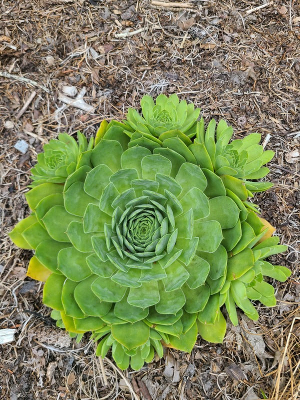Image of Sempervivum 'SuperSemp Emerald' taken at Juniper Level Botanic Gdn, NC by JLBG