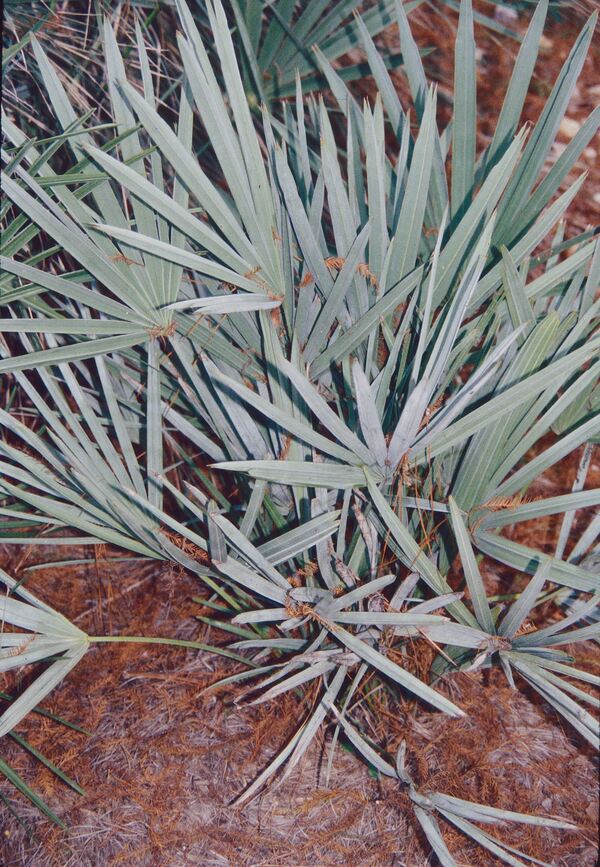 Image of Serenoa repens 'Papay Silver' taken at Juniper Level Botanic Gdn, NC by JLBG