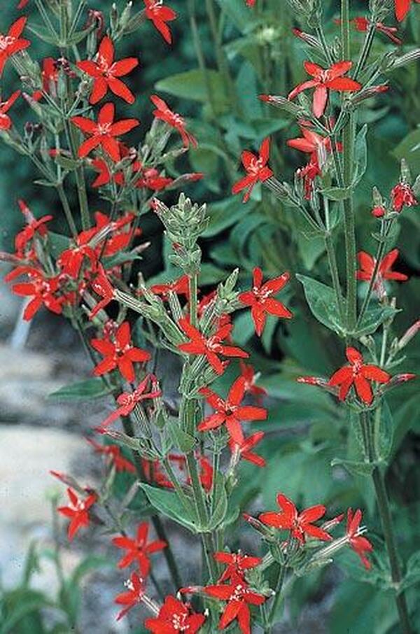 Image of Silene regia 'Prairie Fire' PP 15,692 taken at Juniper Level Botanic Gdn, NC by JLBG