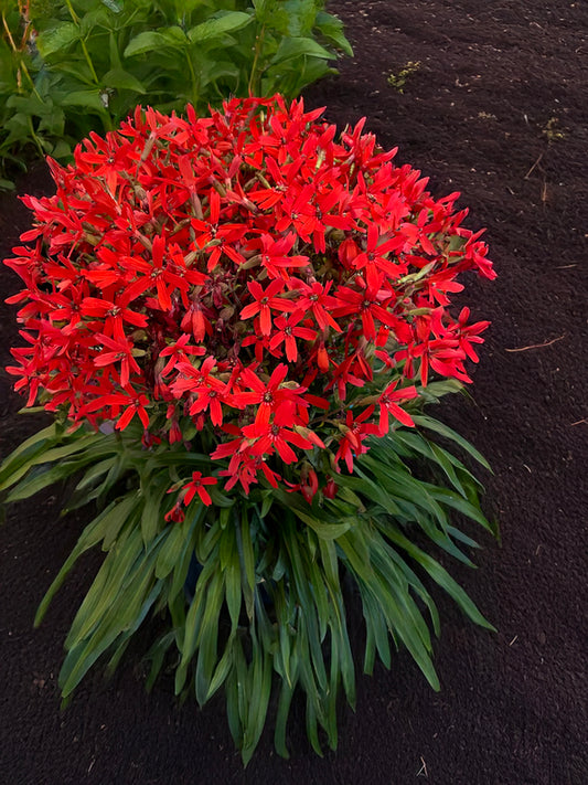 Image of Silene virginica ‘Forged by Fire‘ PP 36,247 taken at Juniper Level Botanic Gdn, NC by JLBG