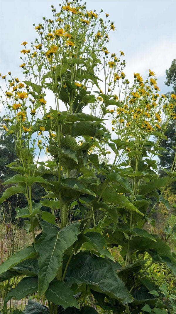 Image of Silphium perfoliatum taken at Juniper Level Botanic Garden, Raleigh NC