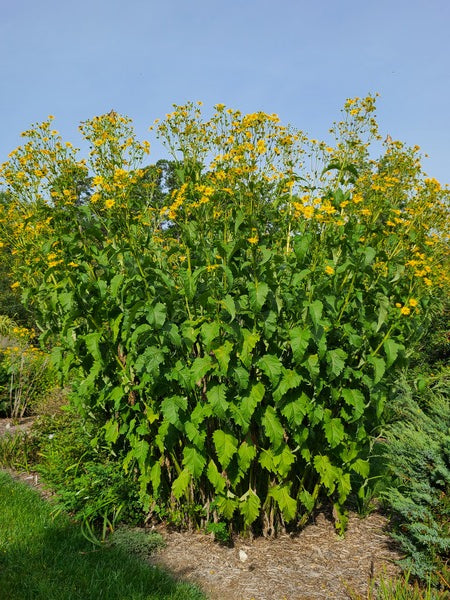 Image of Silphium perfoliatum taken at Juniper Level Botanic Garden, Raleigh NC by JLBG