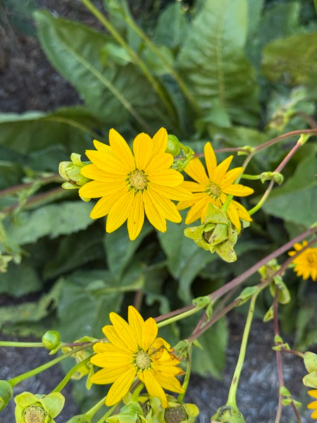 Image of Silphium terebinthinaceum 'Bain Relief' taken at Juniper Level Botanic Garden, Raleigh NC by Lidia Churakova