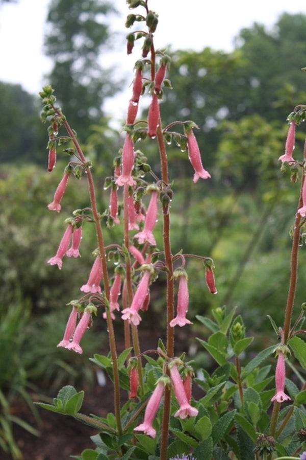 Image of Sinningia 'Arkansas Bells' taken at Juniper Level Botanic Gdn, NC by JLBG