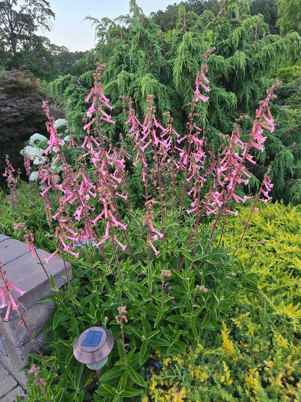 Image of Sinningia 'Carolyn' taken at Juniper Level Botanic Gdn, NC by JLBG