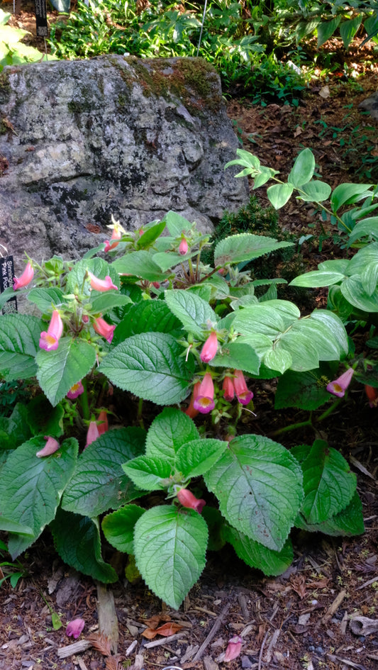 Image of Sinningia 'Pink Pockets' taken at Juniper Level Botanic Gdn, NC by JLBG
