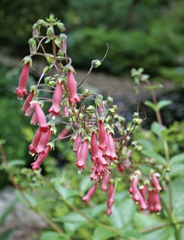 Image of Sinningia 'Towering Inferno' taken at Juniper Level Botanic Gdn, NC by JLBG