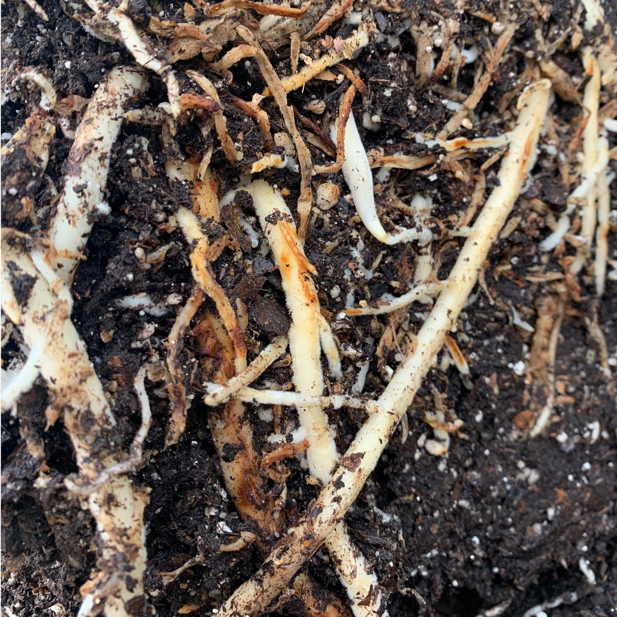 Zoom in on Soils - Online Only