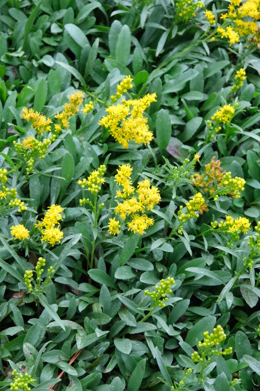 Image of Solidago sp. nov. 'Montana Minnie' taken at Juniper Level Botanic Gdn, NC by JLBG