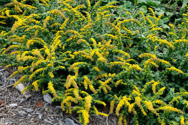 Image of Solidago sphacelata 'Golden Fleece' taken at Juniper Level Botanic Gdn, NC by JLBG